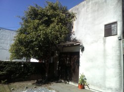 Duplex (4 Amb)